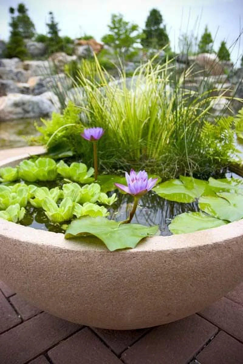 5 Premium Water Lettuce - Easy Live Floating Pond Plants for Water Gardens and Aquariums