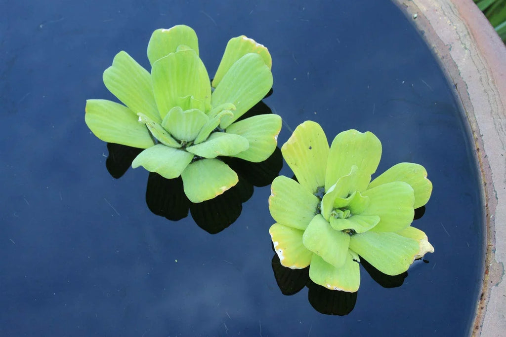 5 Premium Water Lettuce - Easy Live Floating Pond Plants for Water Gardens and Aquariums