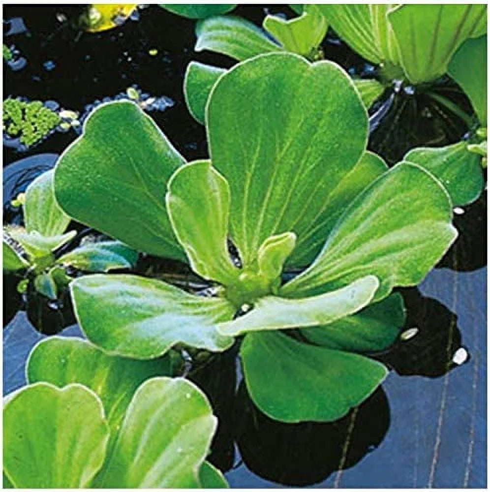 5 Premium Water Lettuce - Easy Live Floating Pond Plants for Water Gardens and Aquariums